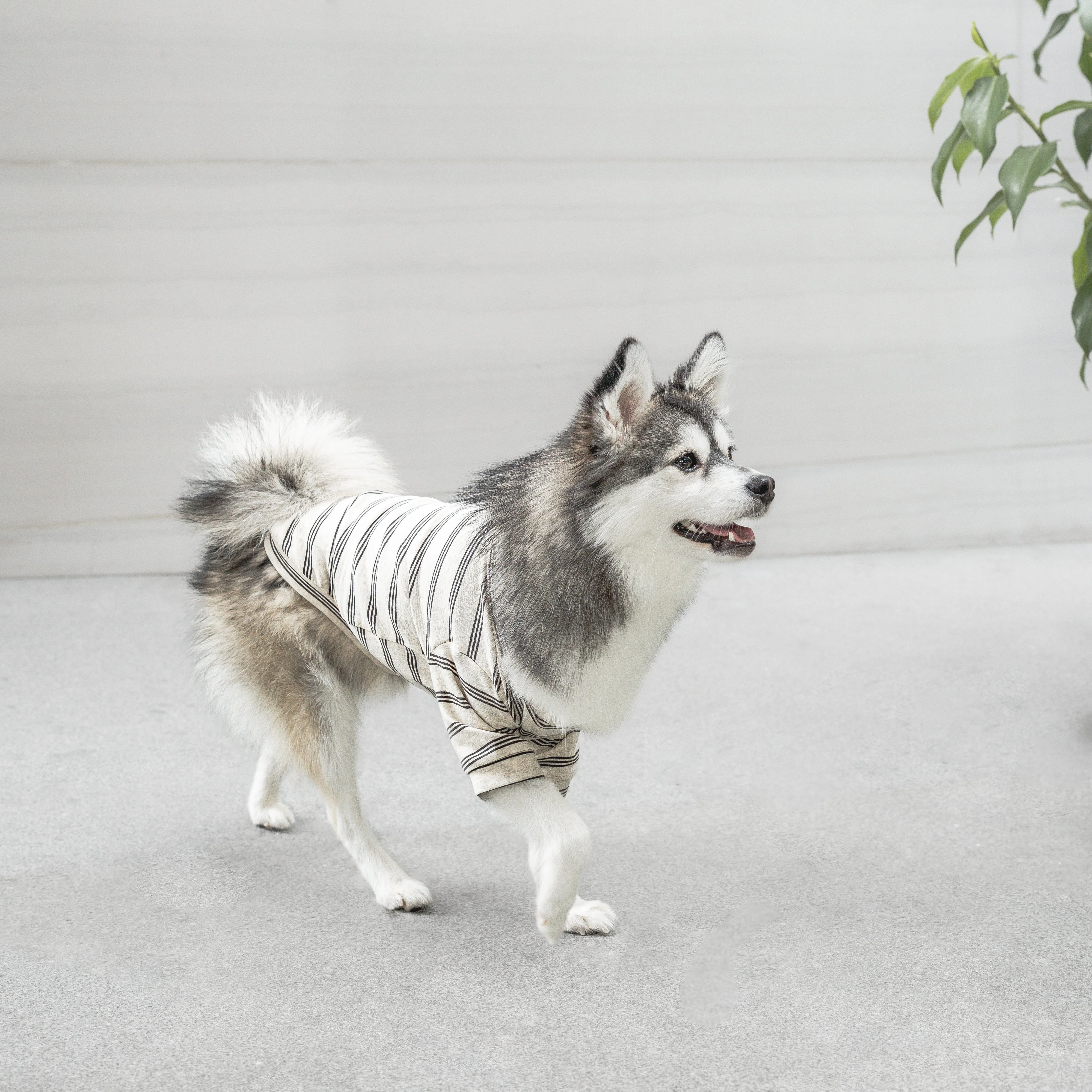 Chelsea Dog Tee - Earth - Image 4