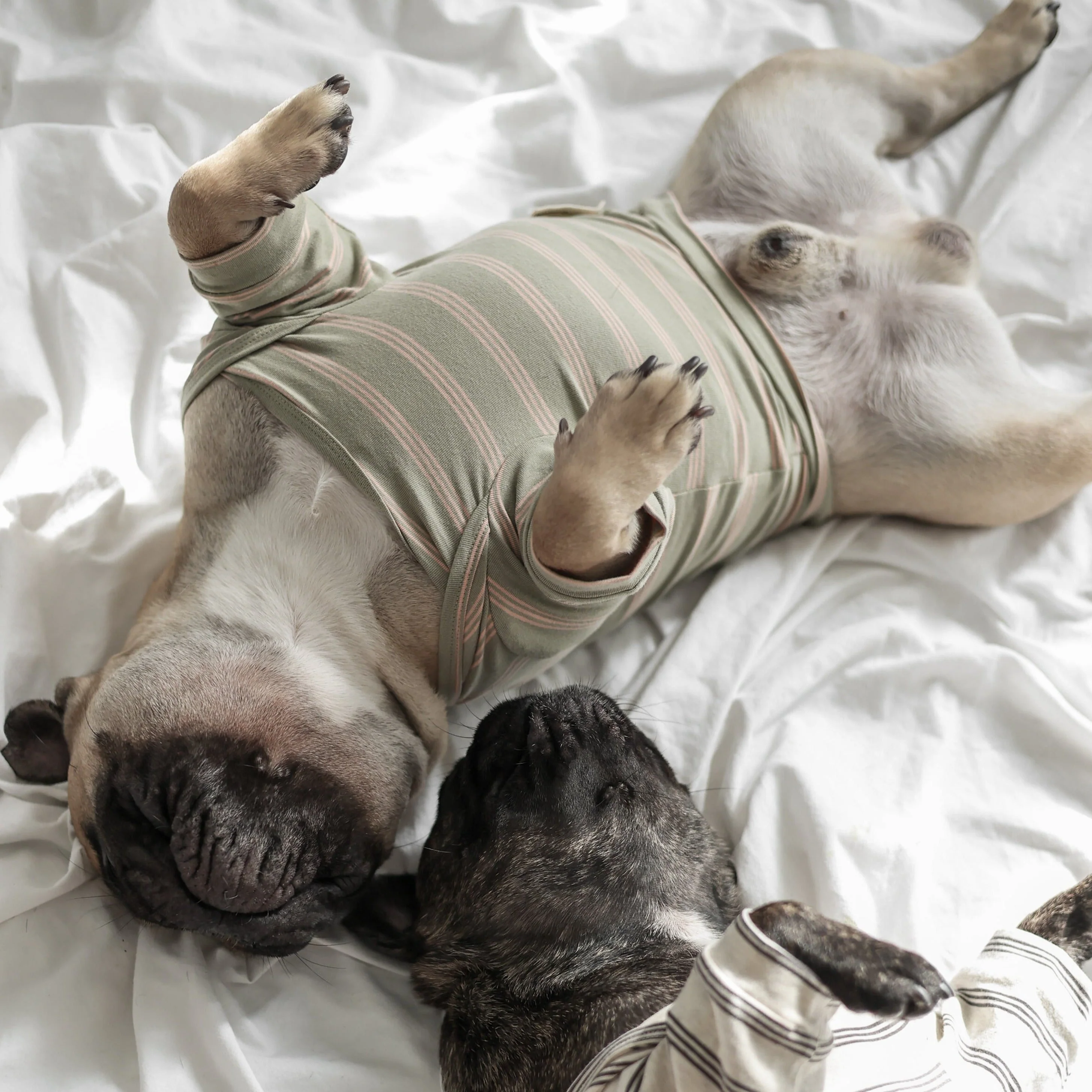 Chelsea Dog Tee - Fern - Image 3